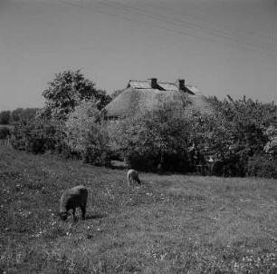 Lohme-Nardevitz. Wohnhaus und weidende Schafe