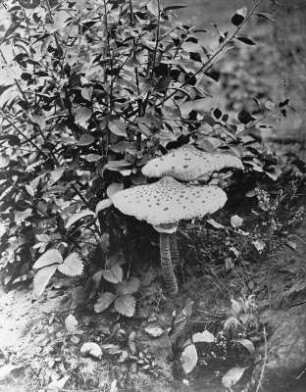Pilze im Weinberg : Pilze im Weinberg. Albuminpapier; 21 x 17 cm (um 1870; A. Kotzsch). Leipzig: Privatbesitz