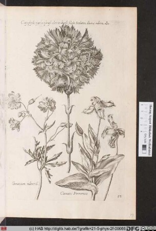 [Nelke, Storchenschnabel und Clematis].