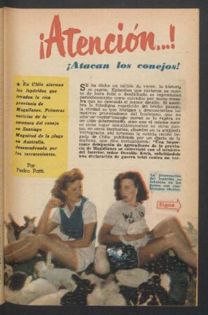 ¡Atención ...! ¡Atacan los conejos!