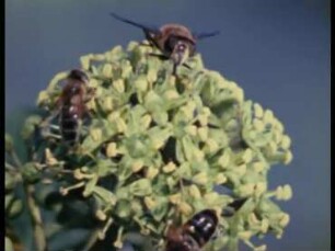 Hedera helix (Araliaceae) - Pollination durch Eristalis tenax (Syrphidae) und Apis mellifera (Apidae)
