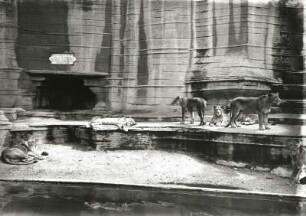 Leipzig, Löwen im Zoologischen Garten : Leipzig. Zoologischer Garten. Raubtierterrassen. Löwen (Felis leo) in der mittleren Anlage. Blick von Osten über die Pleiße