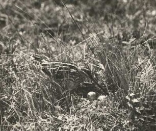 Bekassine (Gallinago gallinago L.), aus dem Nest mit Gelege kommend. Neudorfer Mooe