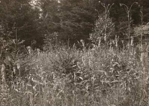 Osterzgebirge. Waldlichtung bei Oberschlottwitz mit Großblütigem Fingerhut (Digitalis grandiflora syn. Digitalis ambigua) und Sumpf-Kratzdistel (Cirsium palustre)