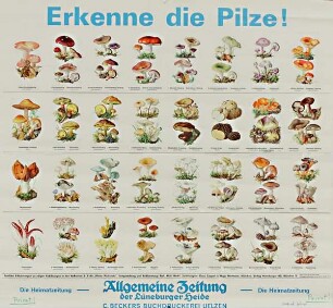 Erkenne die Pilze!
