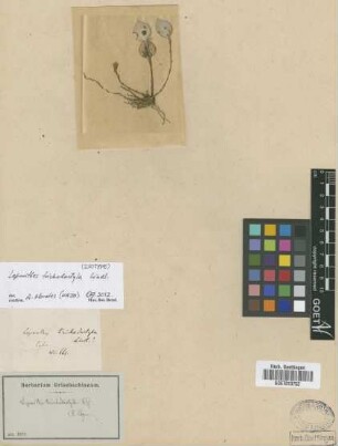 Lepanthes trichodactyla Lindl.