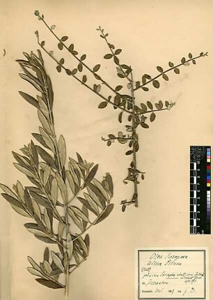 Oleaceae Olea europaea Linné, Carl von (1707 - 1778) [Jerusalem, Yerushalayim, El Quds, Al-Quds, Al Quds, El Quds Esh Sherif, Al-Muqaddas, Jérusalem, Gerusalemme, Jerusalén, Aelia Capitolina, Colonia Aelia Capitolina, Hierosolyma, Urusalim, Jerusalem]