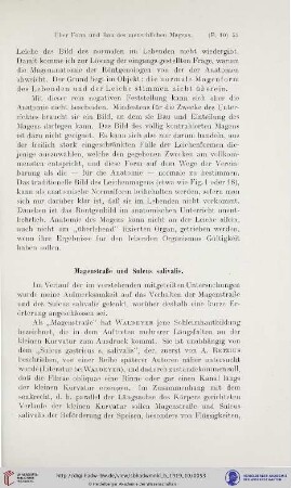 Magenstraße und Sulcus salivalis