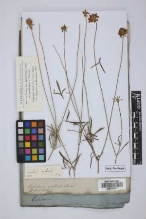 Cephalaria uralensis Schrad.