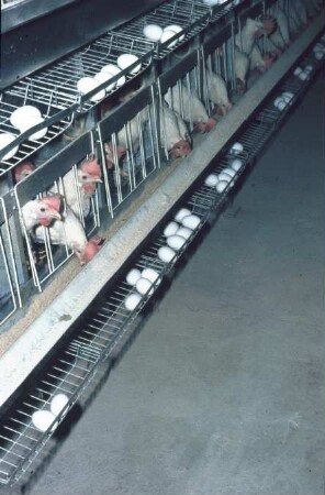Fotografie: Tierproduktionsverfahren, Legehennenhaltung, Käfighaltung