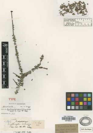 Erythroxylum suberosum Not on sheet