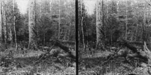 Im Wald : Ein Teil des Białowieża-Nationalparks.