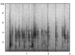 Wellensittich | Melopsittacus undulatus - Imitation der menschlichen Sprache
