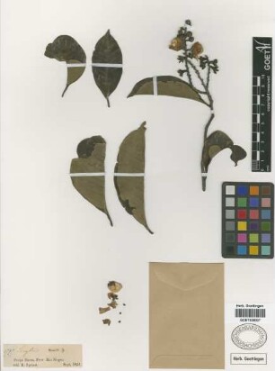 Lecythis rorida O.Berg