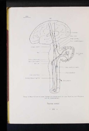 Tractus cerebri.