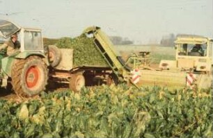 Fotografie: Erntetechnik, Zuckerrübe, Frontköpfer, Rückfahreinrichtung, Rübenblattbergung, Zweiachsanhänger