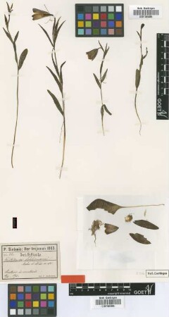 Fritillaria schliemannii Asch. & Boiss. ex Sint [type]
