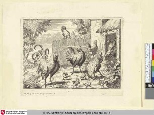 [Ein Hahn, Hühner, Küken und ein Wildschwein; A cock, some hens and chicks and a wild boar]