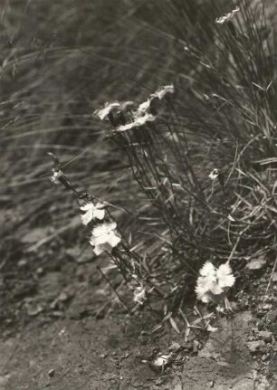 Pfingst-Nelke (Dianthus gratianopolitanus), auch Grenobler Nelke oder Felsennägele, wohl auf den Sattelbergwiesen