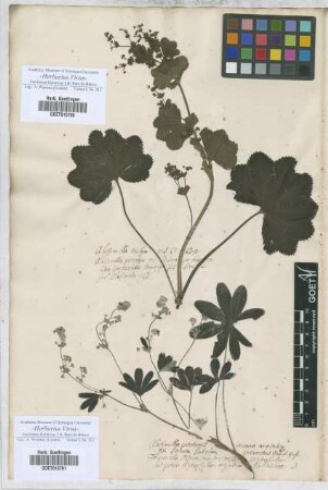 Alchemilla