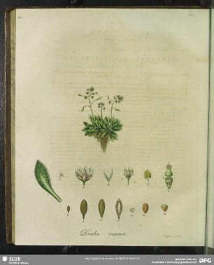 Draba Verna. Tabula XIII.