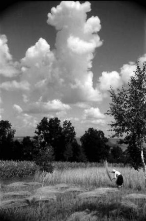Nepotrowo: Weizen wird gemäht, Hintergrund Turmwolke