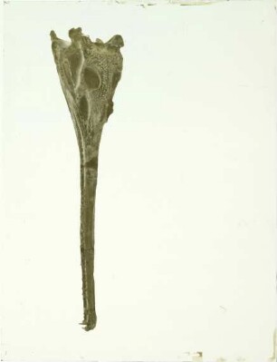 Mystriosuchus planirostris