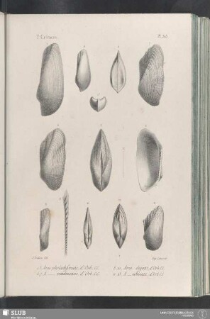 Pl. 315