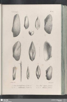 Pl. 315