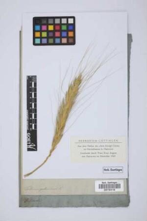 Triticum polonicum L.
