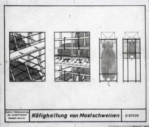 Käfighaltung von Mastschweinen