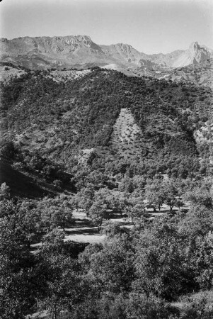 Vegetation des Kabylischen Massivs : Blick auf die mit Feigen, Gerste, Eschen, Eichen und Macchie bewachsenen Gebirgshänge des Kabylischen Massivs