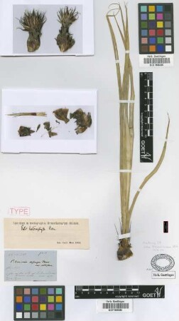 Pitcairnia exscapa Hook. var. Griseb. albiflora[syntype]