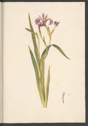 Iris virginica flore rubro, Blatt 6