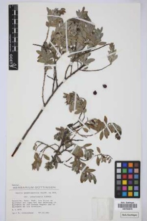 Osyris quadripartita canariensis Kämmer