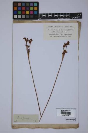 Juncus squarrosus L.