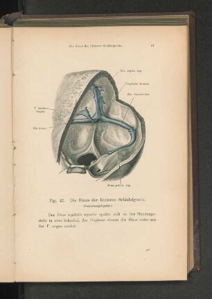 Fig. 47. Die Sinus der hinteren Schädelgrube.