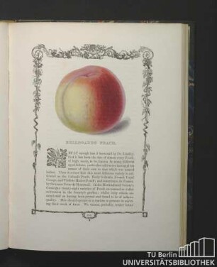 Bellegarde Peach.