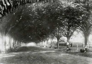 Originalabzug mit Motiv "Allee nach Heiligendamm", mit Stiften auf Untergrund befestigt