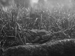 Erdkröte : Erdkröte (Bufo bufo Linnaeus).