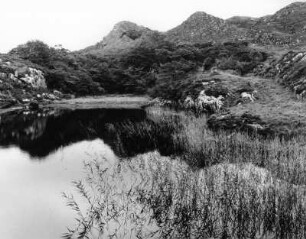 Seen bei Killarney