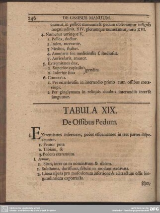 Tabula XIX. De Ossibus Pedum