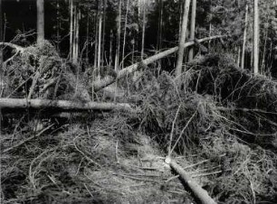Sturmschäden im Wald