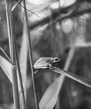 Laubfrosch (Hyla arborea L.)