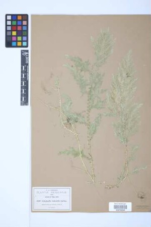 Selaginella galeottii Spring