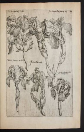 Taf. 40 [Iris]