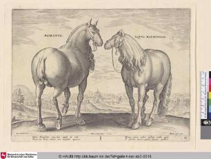 Romanus. Equus matronalis