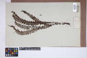 Asplenium lunulatum var. erectum (Bory ex Willd.) Baker