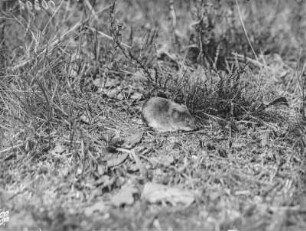 Rötelmaus : Rötelmaus (Myodes glareolus Schreber).