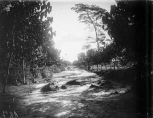 Allee : Eine Allee in Avakubi